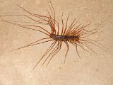 00395-1551 Scutigeridae sp centipede in Stonehorse Cave 